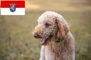 Read more about the article Goldendoodle crescători și căței în Hessen