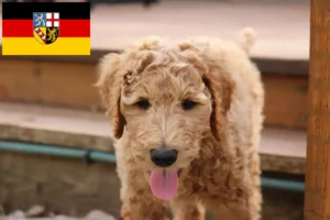 Read more about the article Goldendoodle crescători și căței în Saarland