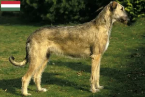 Read more about the article Crescători și căței Irish Wolfhound în Ungaria