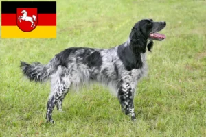 Read more about the article Marele crescător de Münsterländer și căței în Saxonia Inferioară