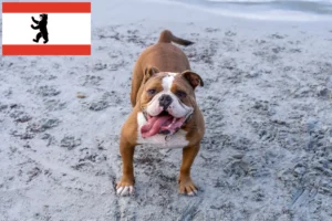 Read more about the article Olde English Bulldog crescător și căței în Berlin