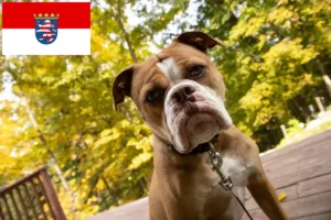 Read more about the article Olde English Bulldog crescători și căței în Hessen