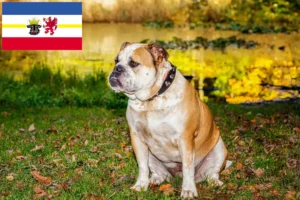 Read more about the article Olde English Bulldog crescători și căței în Mecklenburg-Vorpommern