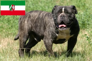 Read more about the article Olde English Bulldog crescători și căței în Renania de Nord-Westfalia