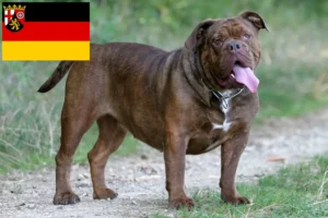 Read more about the article Olde English Bulldog crescători și căței în Renania-Palatinat