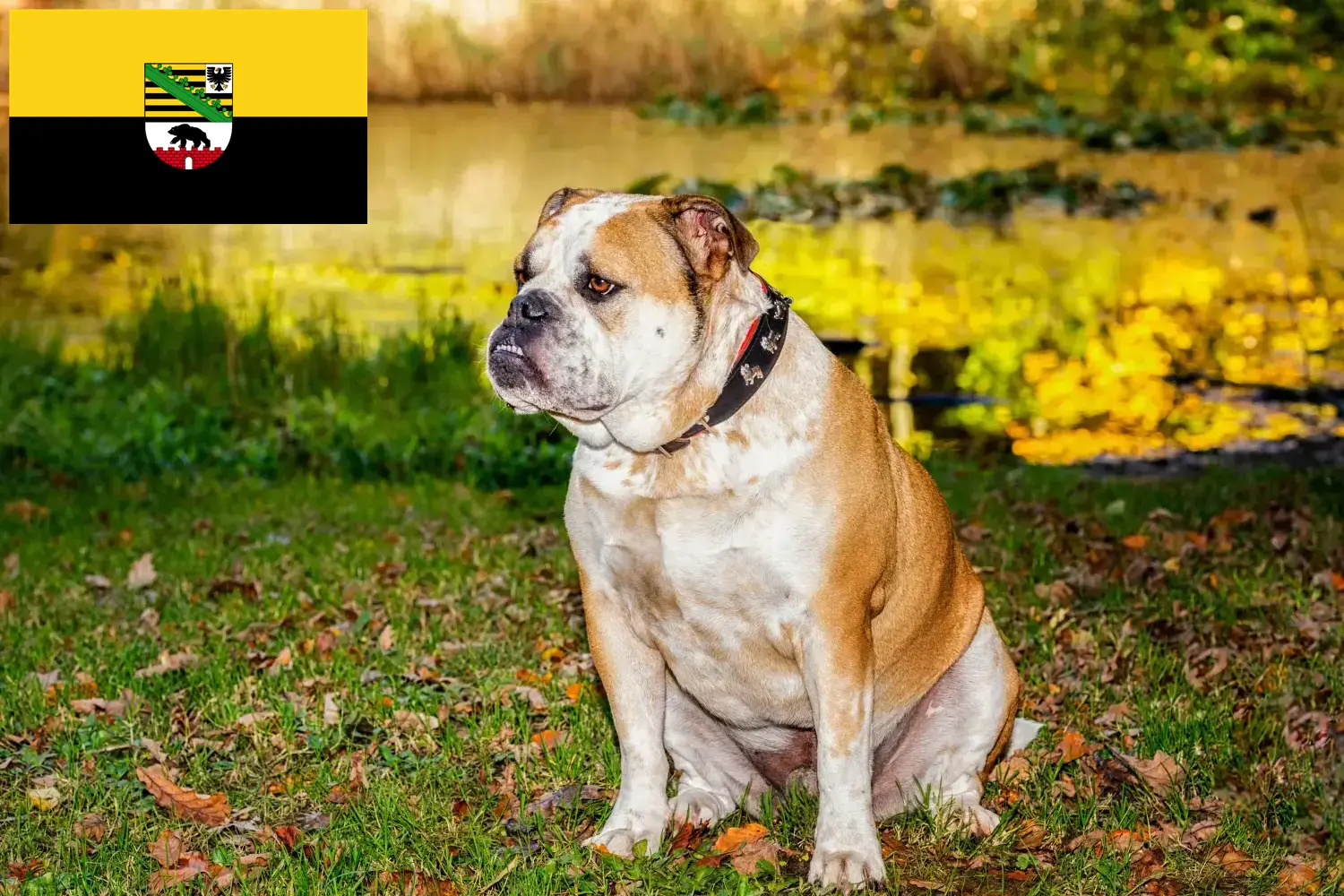 Read more about the article Olde English Bulldog crescători și căței în Saxonia-Anhalt