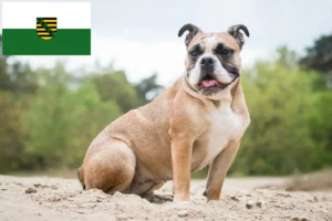 Read more about the article Olde English Bulldog crescători și căței în Saxonia