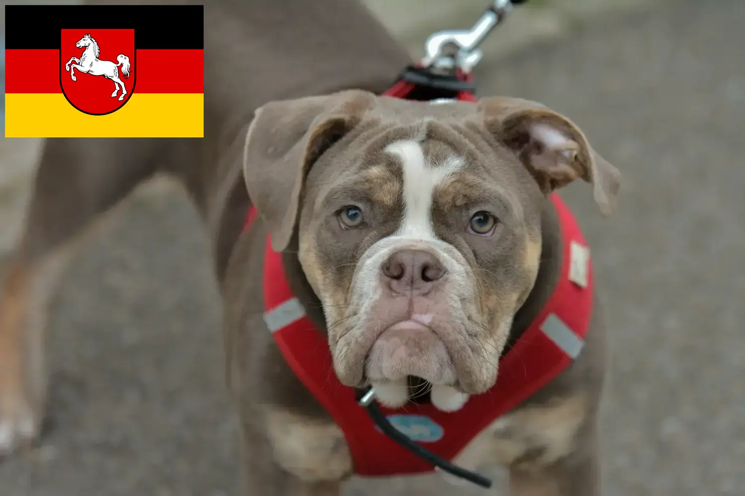 Read more about the article Olde English Bulldog crescători și căței în Saxonia Inferioară