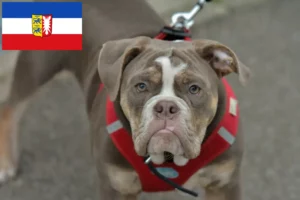 Read more about the article Olde English Bulldog crescător și căței în Schleswig-Holstein