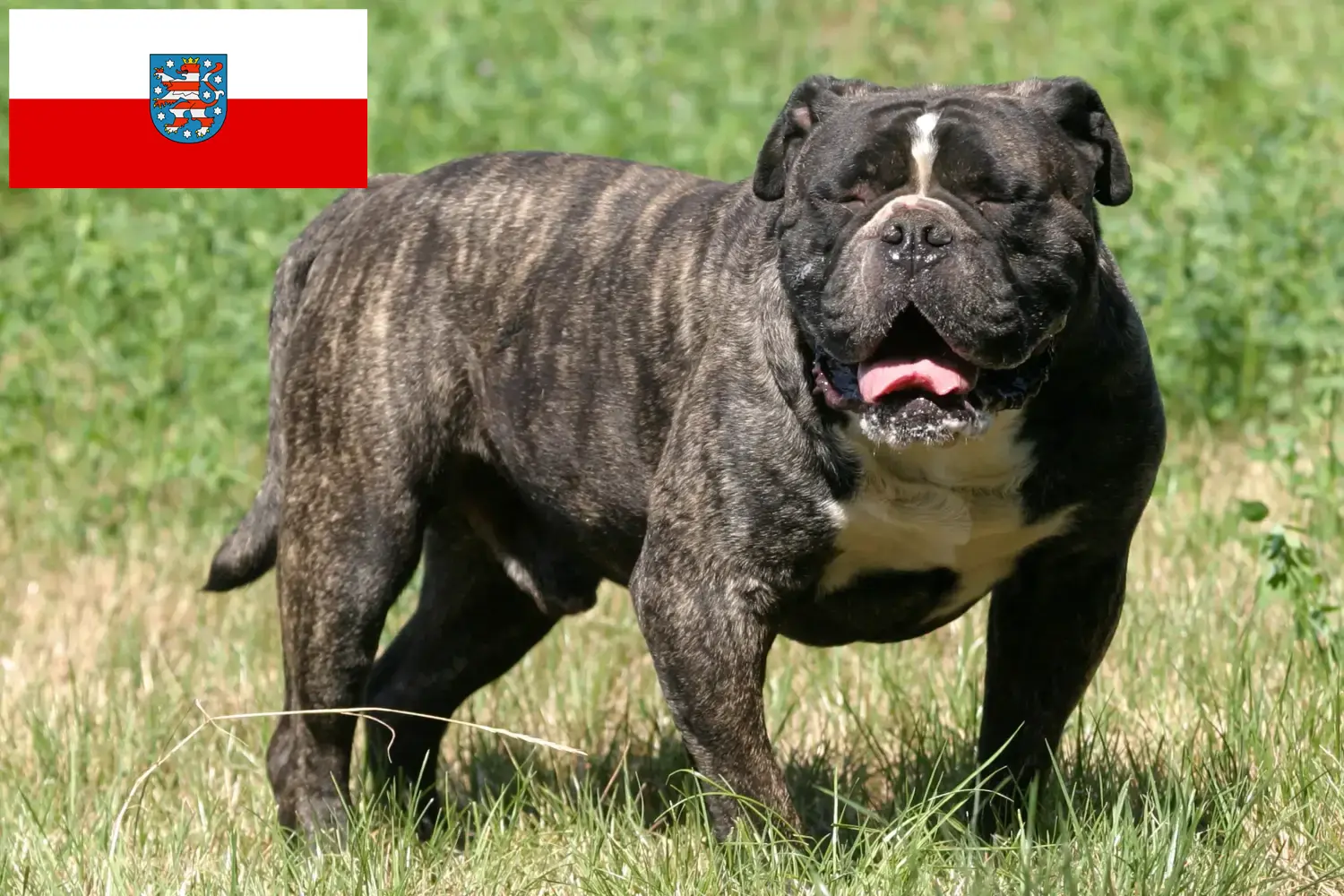 Read more about the article Olde English Bulldog crescător și căței în Thuringia