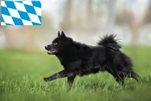 Read more about the article Schipperke crescători și căței în Bavaria