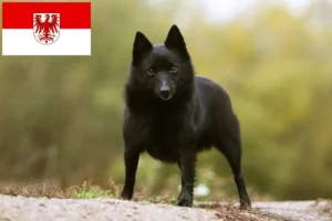 Read more about the article Schipperke crescători și căței în Brandenburg