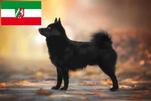 Read more about the article Schipperke crescători și căței în Renania de Nord-Westfalia