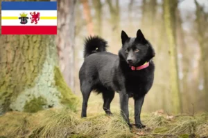 Read more about the article Schipperke crescători și căței în Mecklenburg-Vorpommern