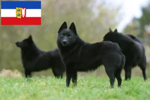 Read more about the article Schipperke crescători și căței în Schleswig-Holstein