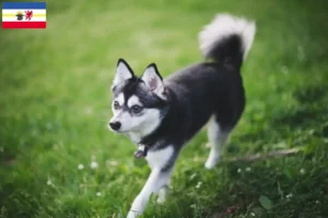 Read more about the article Alaskan Klee Kai crescători și căței în Mecklenburg-Vorpommern