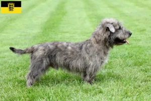 Read more about the article Irish Glen of Imaal Terrier crescători și căței în Baden-Württemberg