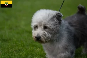 Read more about the article Irish Glen of Imaal Terrier crescători și căței în Saxony-Anhalt