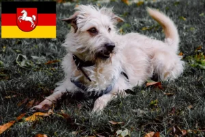 Read more about the article Irish Glen of Imaal Terrier crescători și căței în Saxonia Inferioară