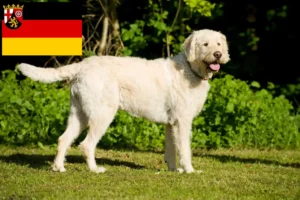 Read more about the article Labradoodle crescători și căței în Renania-Palatinat