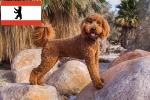 Read more about the article Labradoodle crescători și căței în Berlin