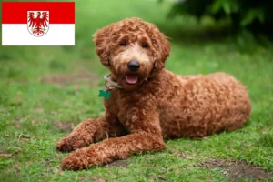 Read more about the article Labradoodle crescători și căței în Brandenburg