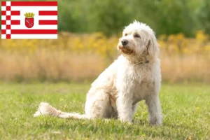 Read more about the article Labradoodle crescători și căței în Bremen