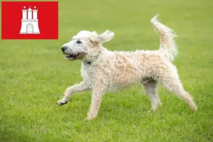 Read more about the article Labradoodle crescători și căței în Hamburg