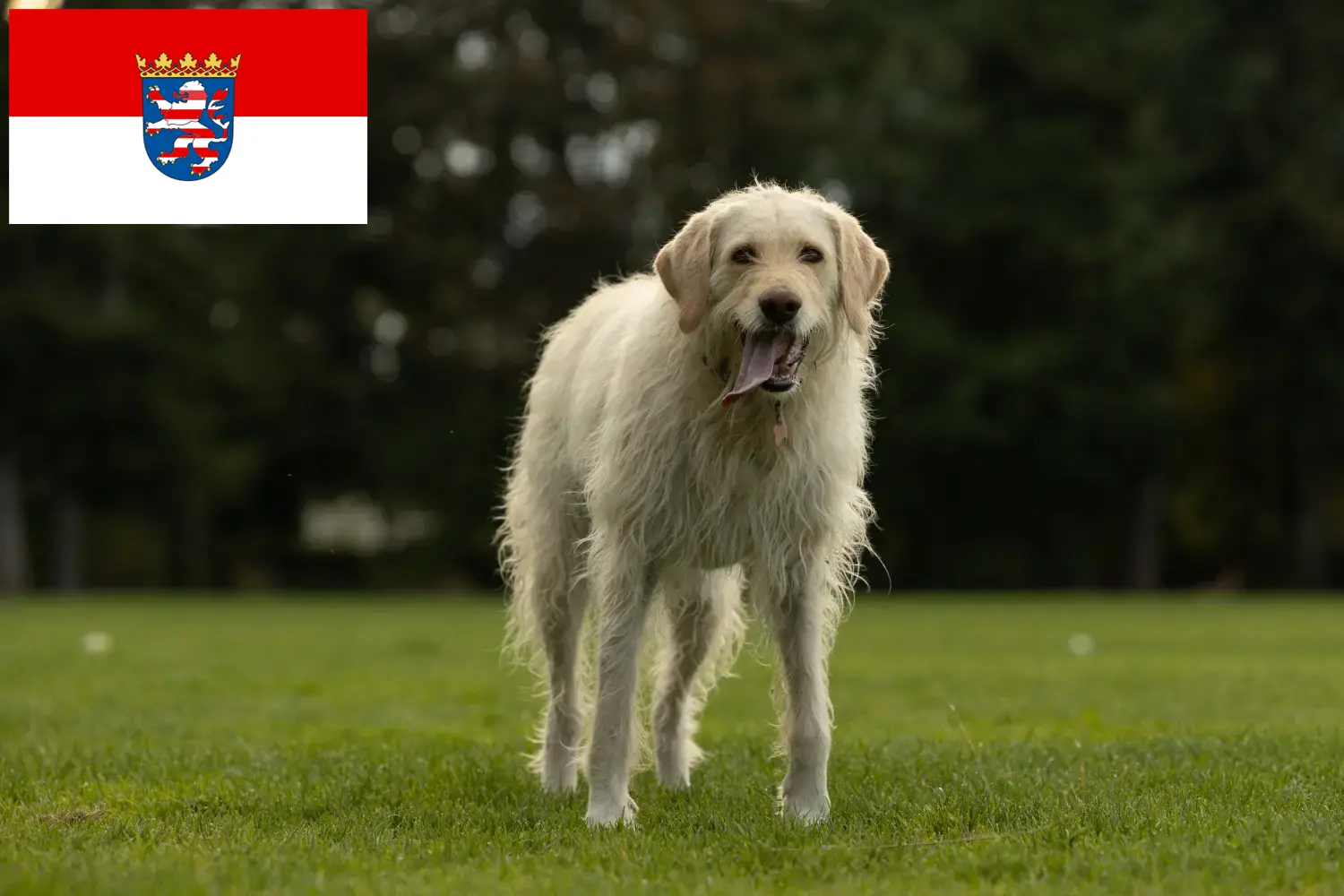 Read more about the article Labradoodle crescători și căței în Hessen