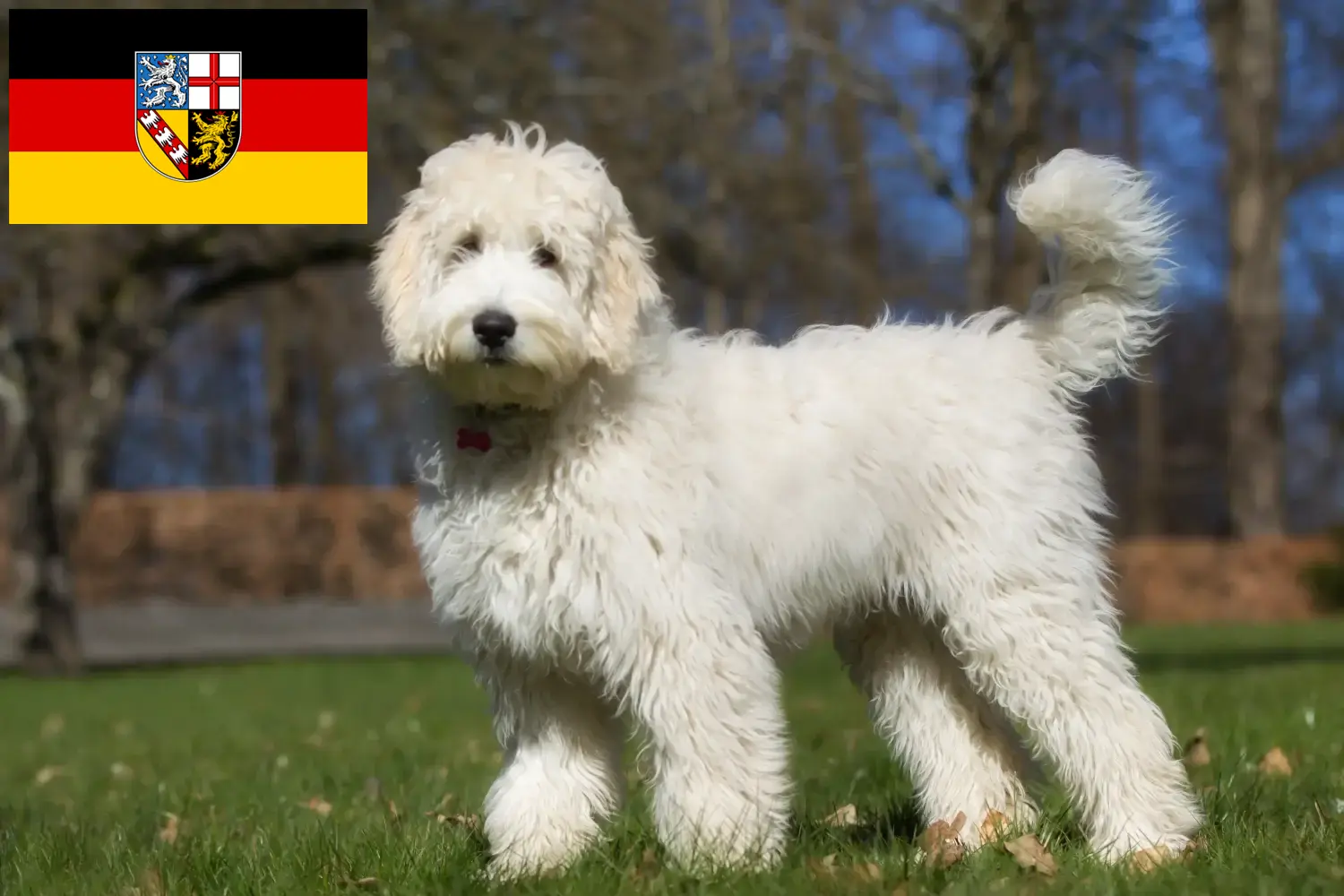 Read more about the article Labradoodle crescători și căței în Saarland