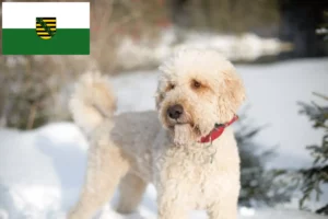 Read more about the article Labradoodle crescători și căței în Saxonia