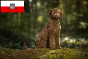 Read more about the article Labradoodle crescători și căței în Thuringia