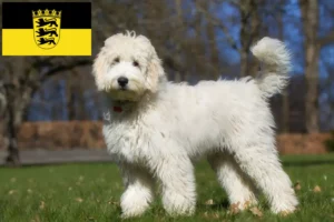 Read more about the article Labradoodle crescători și căței în Baden-Württemberg