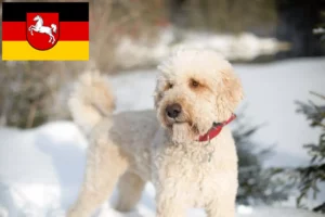 Read more about the article Crescători de Labradoodle și căței în Saxonia Inferioară