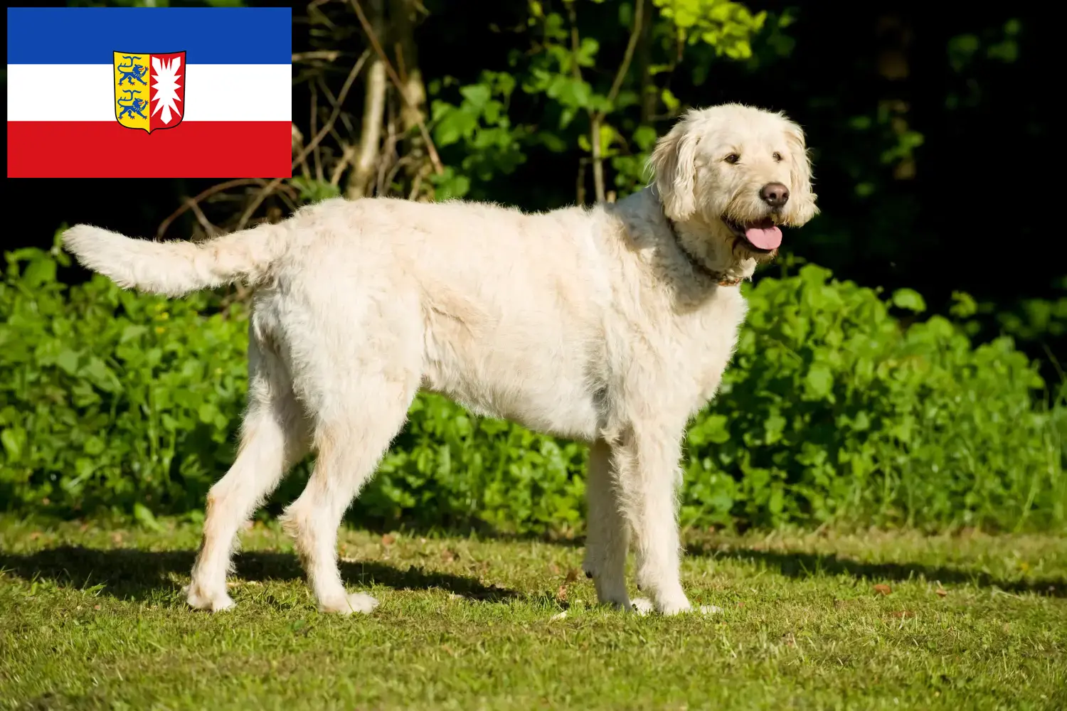 Read more about the article Labradoodle crescători și căței în Schleswig-Holstein