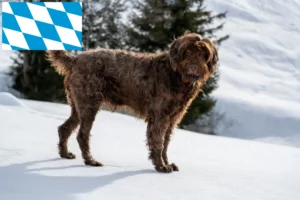 Read more about the article Pudelpointer crescători și căței în Bavaria