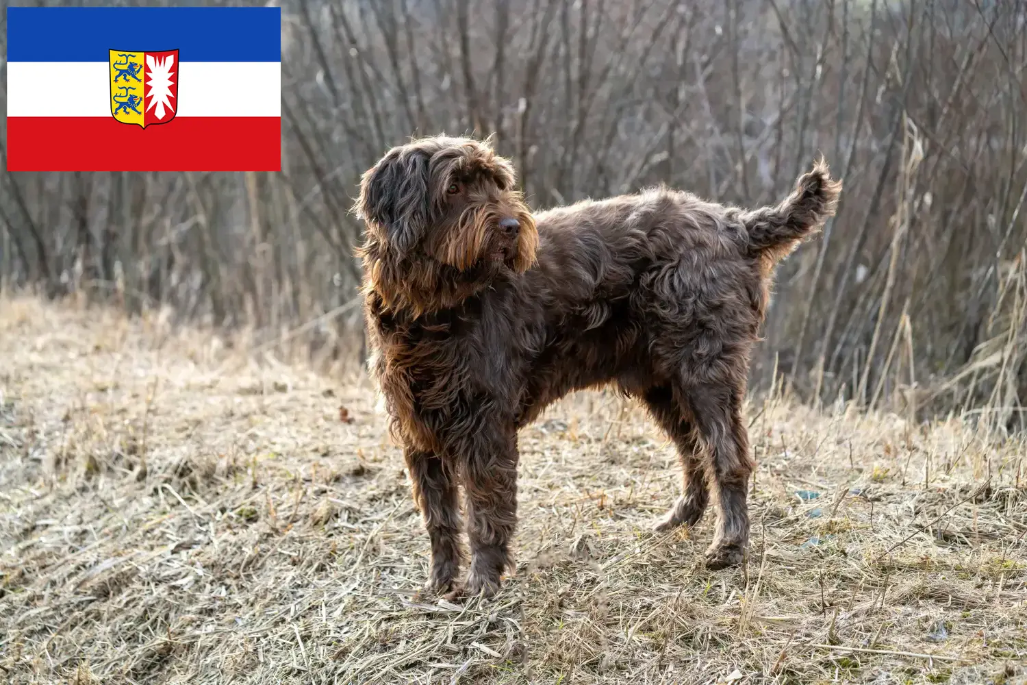 Read more about the article Pudelpointer crescători și căței în Schleswig-Holstein