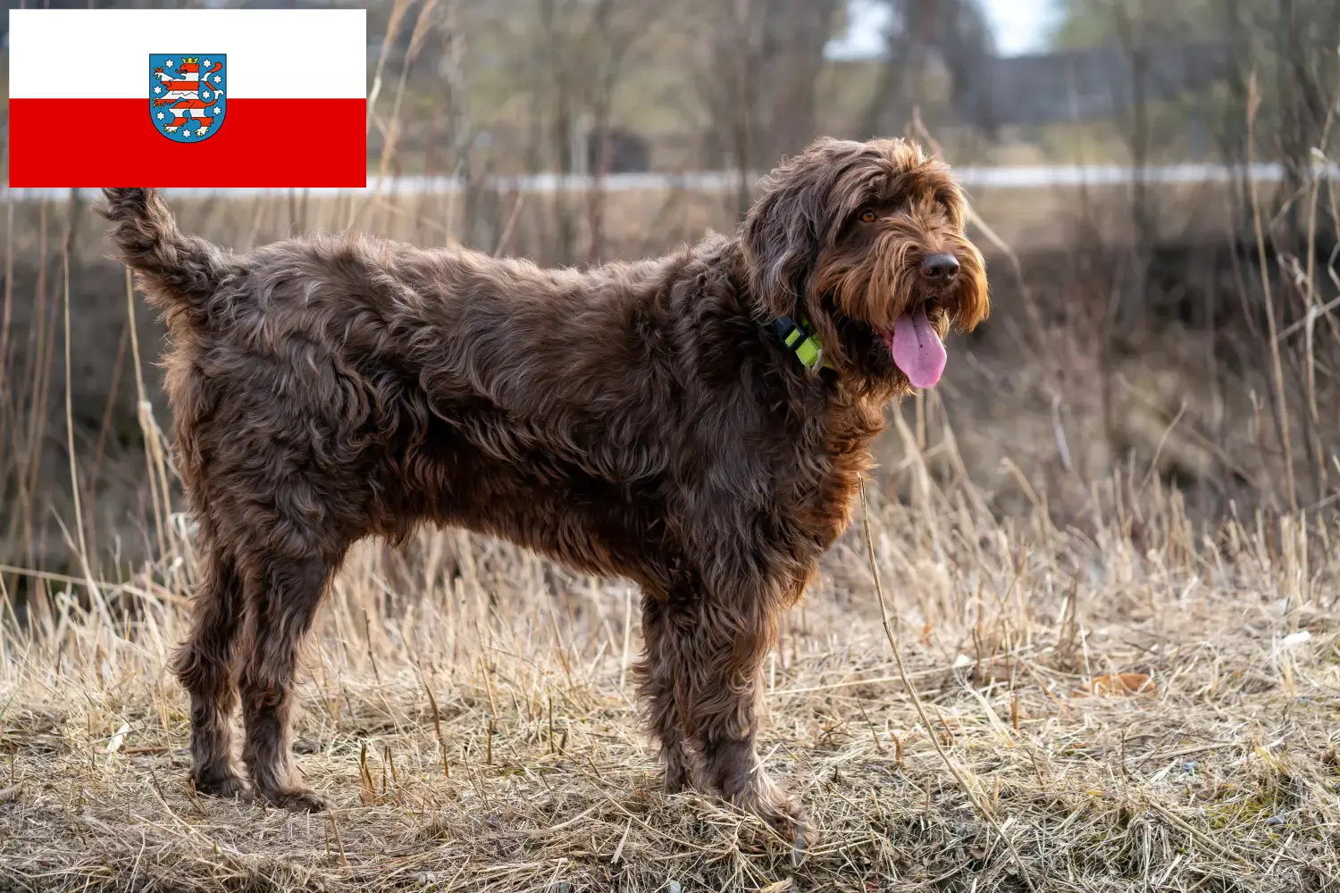 Read more about the article Pudelpointer crescători și căței în Thuringia