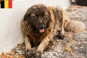 Read more about the article Cão Da Serra Da Estrela crescători și căței în Belgia