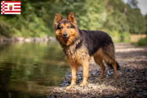 Read more about the article Chodský pes crescători și căței în Bremen