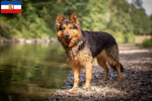 Read more about the article Chodský pes crescători și căței în Schleswig-Holstein