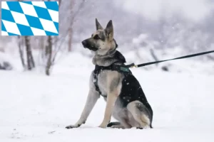 Read more about the article Eastern European Shepherd Dog Breeder și cățeluși în Bavaria