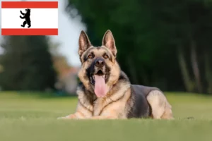 Read more about the article Eastern European Shepherd Dog Breeder și cățeluși în Berlin