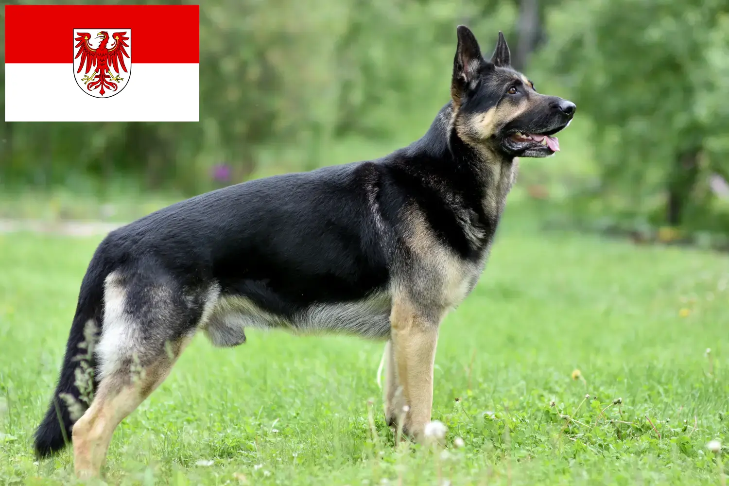 Read more about the article Eastern European Shepherd Dog Breeder și cățeluși în Brandenburg