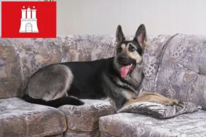 Read more about the article Eastern European Shepherd Ciobanesc Dog Breeder și cățeluși în Hamburg