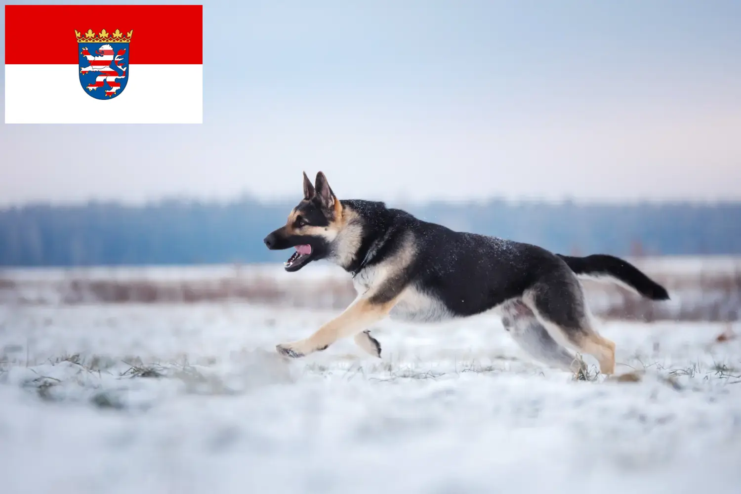 Read more about the article Eastern European Shepherd Dog Breeder și căței în Hessen