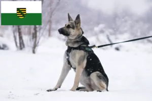 Read more about the article Eastern European Shepherd Dog Breeder și cățeluși în Saxonia