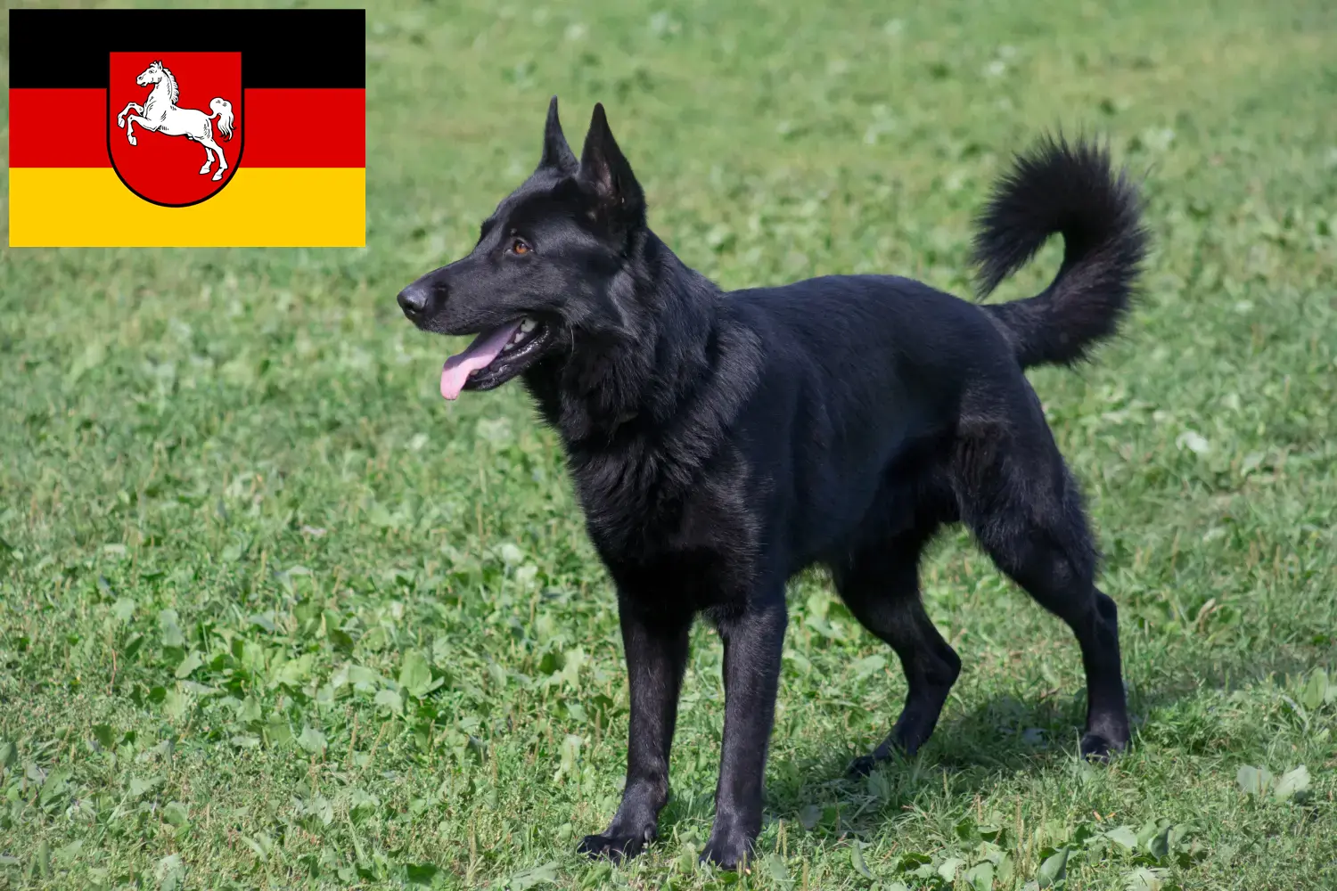 Read more about the article Eastern European Shepherd Dog Breeder și cățeluși în Saxonia Inferioară