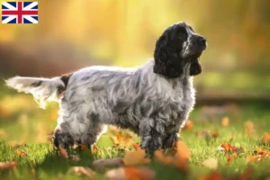 Read more about the article English Cocker Spaniel crescători și căței în Marea Britanie