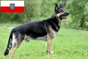 Read more about the article Eastern European Shepherd Dog Breeder și cățeluși în Thuringia